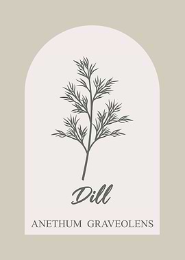 Dill Herb Illustration