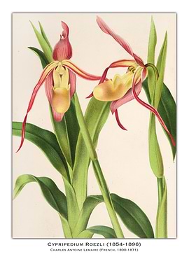 Cypripedium Roezli Orchid