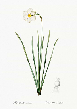 Daffodil Botanical Illustration