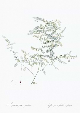 Asparagus Fern Illustration