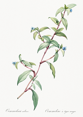 Commelina rubens Illustration