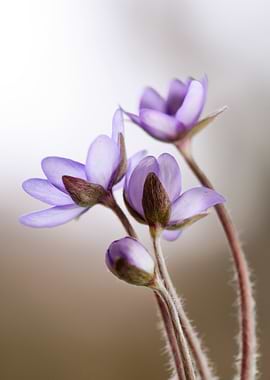 Purple Flowers Close-Up
