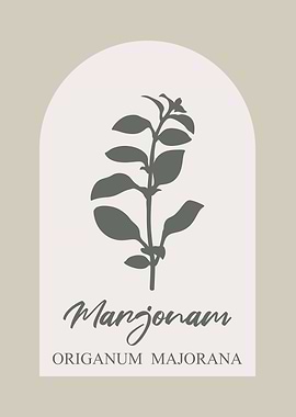 Marjoram Herb Illustration