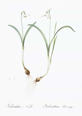Snowdrop Botanical Illustration