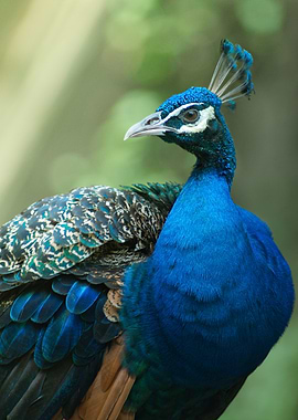 Peacock Portrait