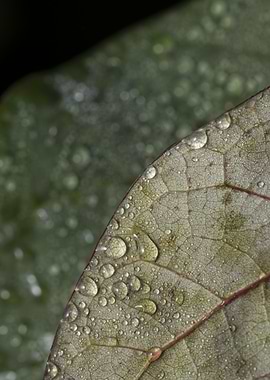 Water Droplets on Leaf