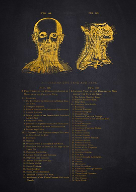 Muscles Face Anatomy Illustration