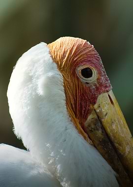 Close-up of a Bird's Head