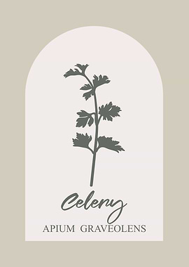 Celery Botanical Illustration