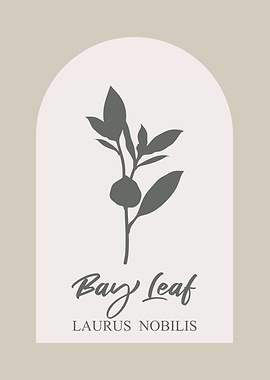 Bay Leaf Herb Illustration