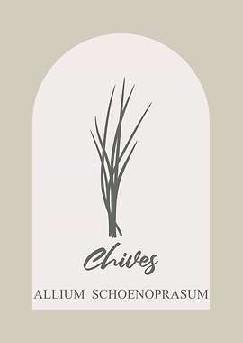 Chives Illustration