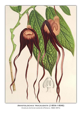 Aristolochia Tricaudata Botanical Illustration