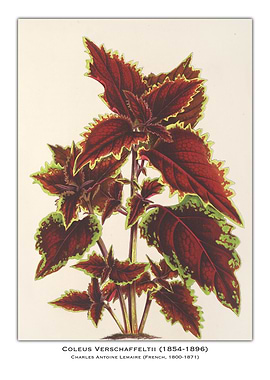 Coleus Verschaffeltii Botanical Illustration