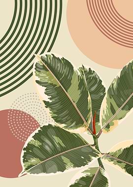 Midcentury botanical art Ficus