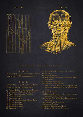 Muscles of the Face and Neck Anatomy Illustration