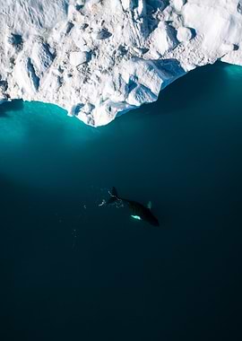 Arctic Humpback Whale from above