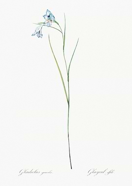 Gladiolus Flower Illustration