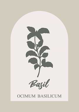 Basil Herb Plant Illustration