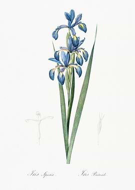 Iris Flower Illustration
