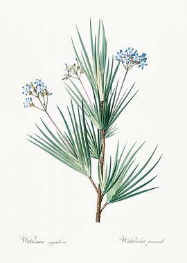 Wilseninia Flower Illustration