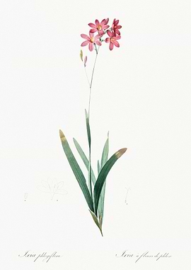 Pink Ixia Flower Illustration