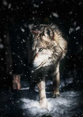 Wolf in Snowstorm