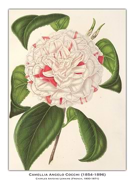 Camellia Angelo Cocchi Illustration
