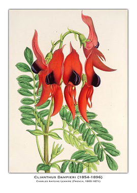Clianthus Dampieri Flower Illustration