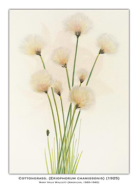 Cottongrass Illustration