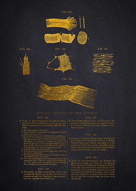 Gold Muscle Anatomical Illustration