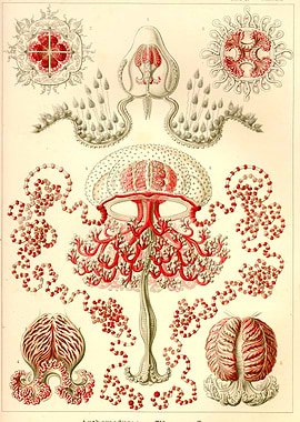 Jellyfish Illustration by Ernst Haeckel