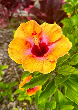 Orange Hibiscus Flower