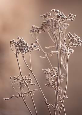 Dried Wildflowers in Soft Light