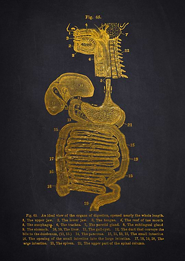Gold organs Anatomical Diagram
