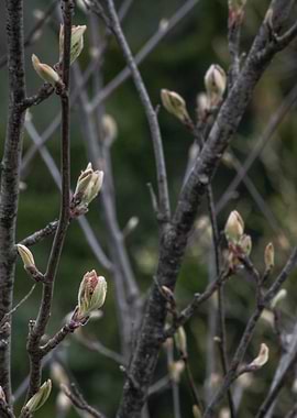 Nature’s awakening