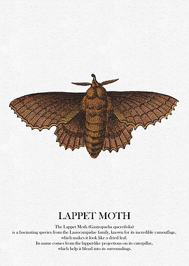 Lappet Moth Illustration