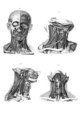 Human Head and Neck Anatomy