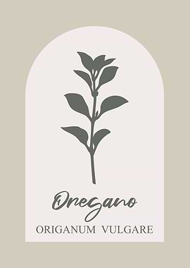 Oregano Botanical Illustration