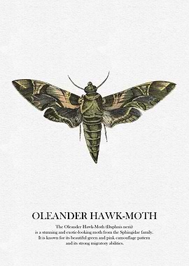 Oleander Hawk-Moth Illustration