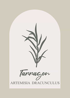 Tarragon Herb Illustration