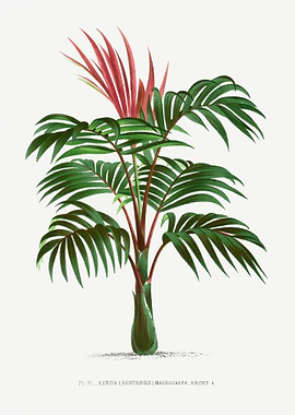 Vintage palm tree illustration