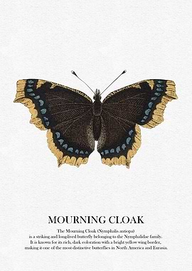 Mourning Cloak Butterfly Illustration