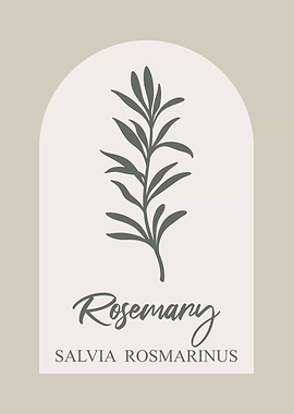 Rosemary Botanical Illustration