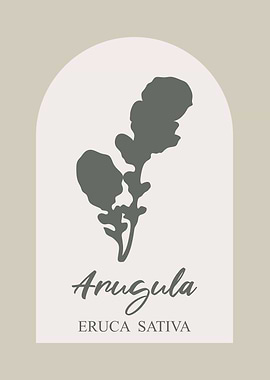Arugula Botanical Illustration