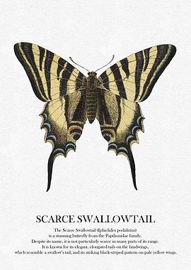 Scarce Swallowtail Butterfly Illustration