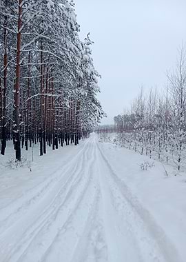 Snowy Forest Path