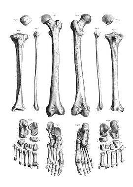 Human Leg Bones Anatomy