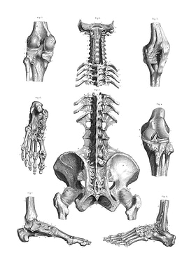Human Skeleton Anatomy