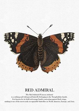 Red Admiral Butterfly Illustration
