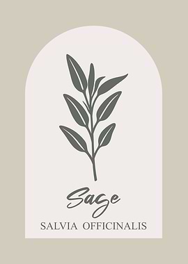 Sage Herb Illustration